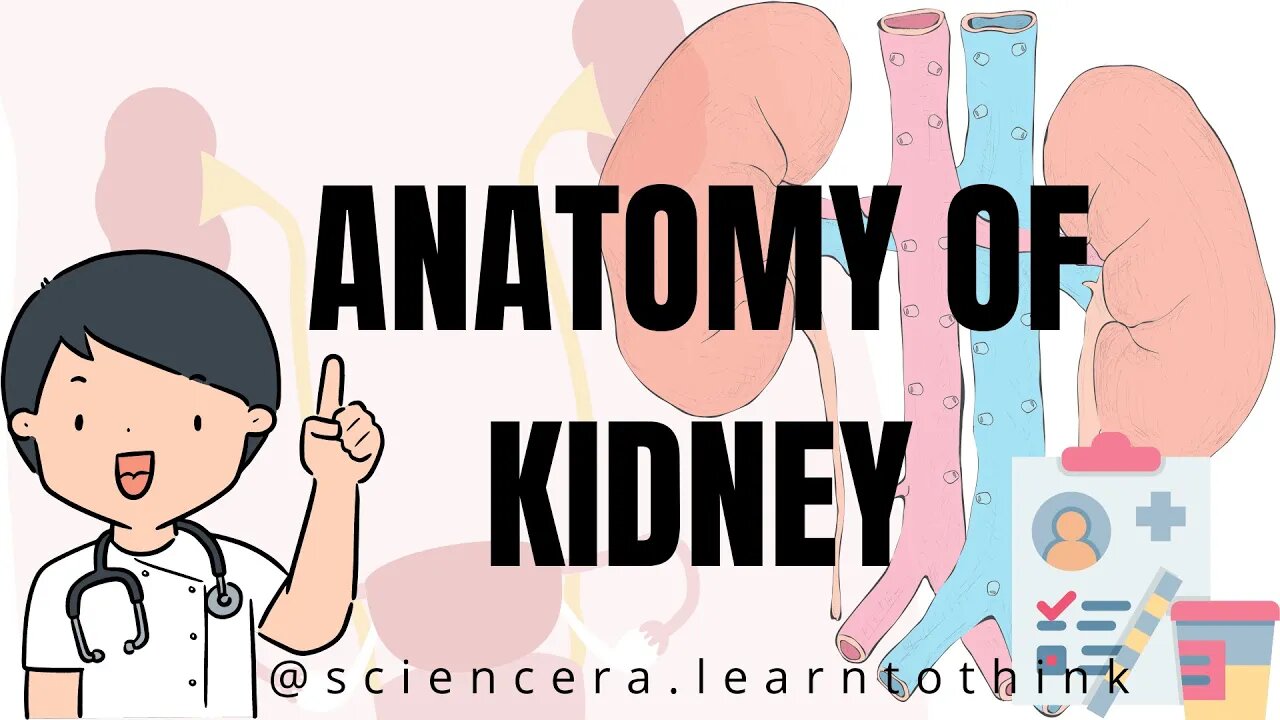 Anatomy of Kidney