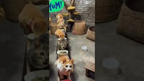 cute cat videos 😹 funny videos 😂 576 😻