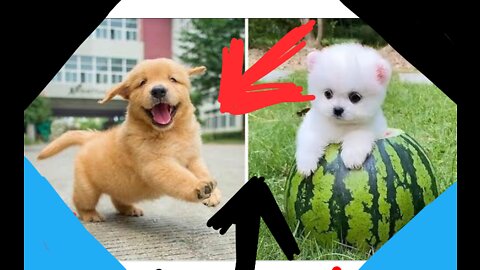 Cute Baby 🔴 Playing With Dog Compilation । babies and dogs