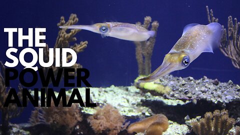 The Squid Power Animal