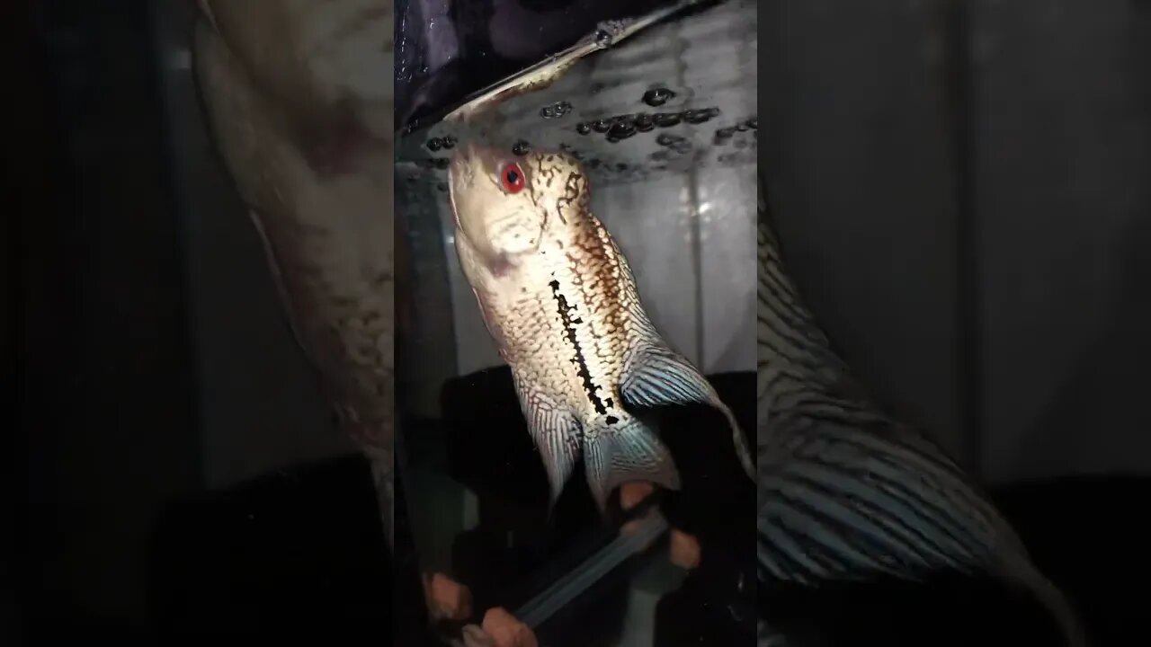 humble flowerhorn #shorts #flowerhorn