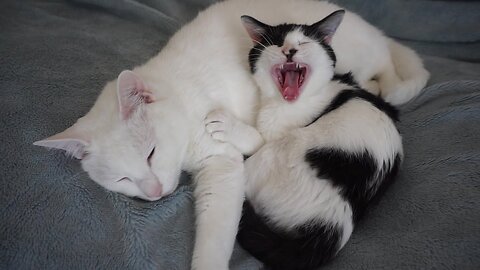 Cute Kitten Cuddles with her Brother