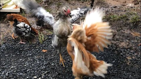 Difference between roosters and hens: Young Cockerels Practice Fighting