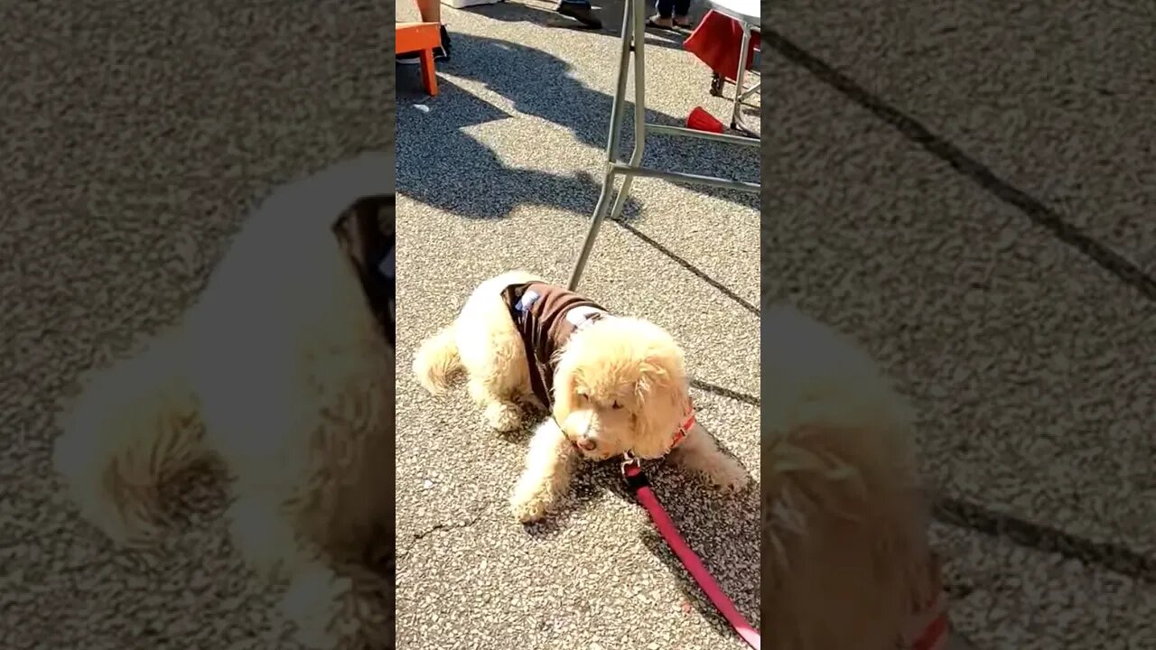 🐕WOOF WOOF HERE WE GO BROWNIES #browns #brownstown #clevelandbrowns #dawgpound #cleveland #216 #d4l