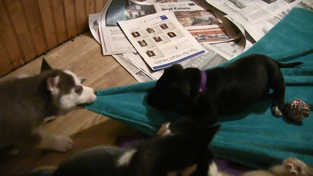 Husky Puppy Gives Great Dane Puppy a Blanket Ride!