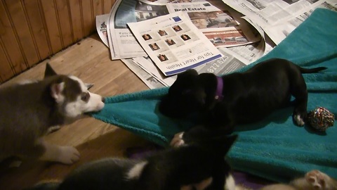 Husky Puppy Gives Great Dane Puppy a Blanket Ride!