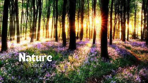 ASMR Nature Sounds | Meditation Music in a Beautiful Forest at Sunrise