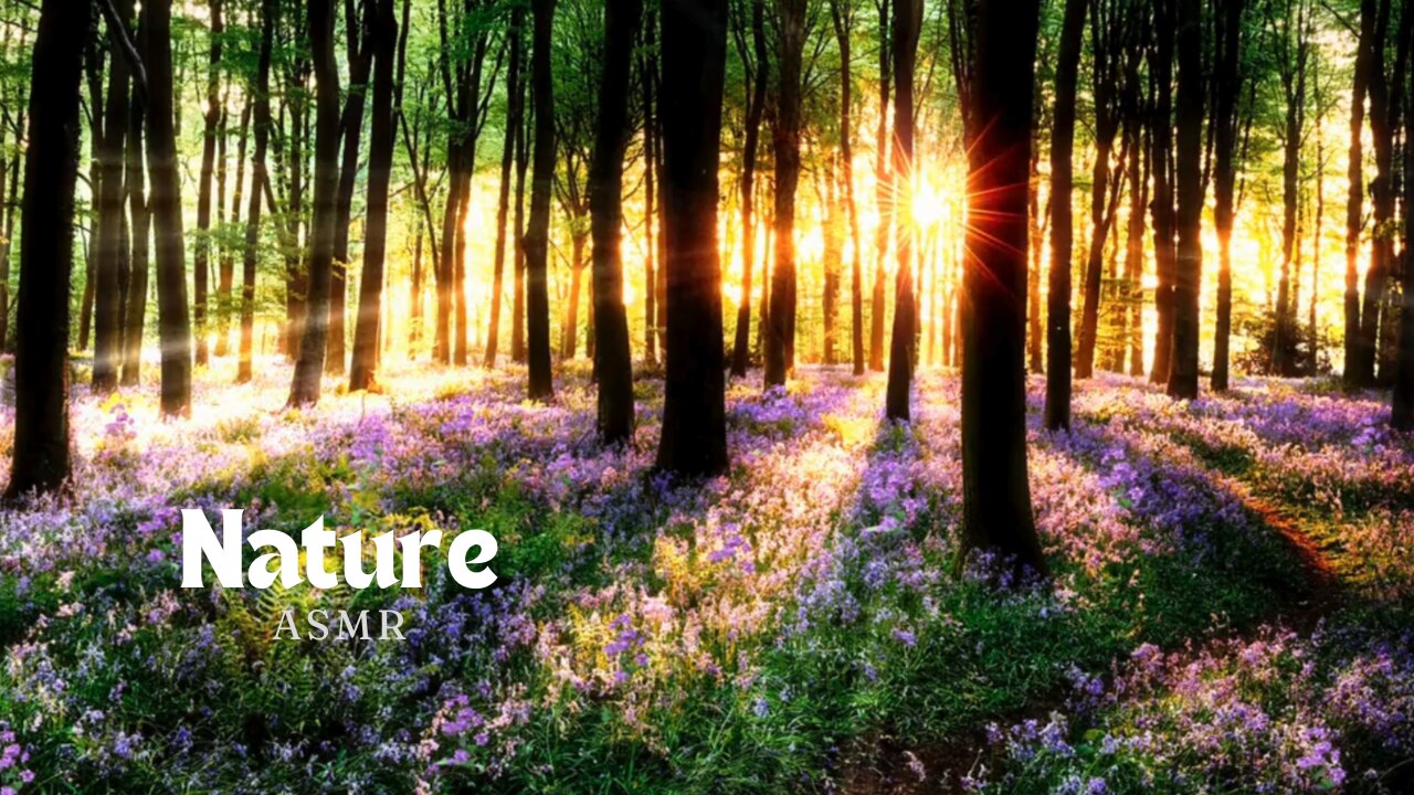 ASMR Nature Sounds | Meditation Music in a Beautiful Forest at Sunrise