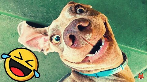 Funniest Animals Video - Funny Dogs And Cats - Try Not To Laugh Animals 2023