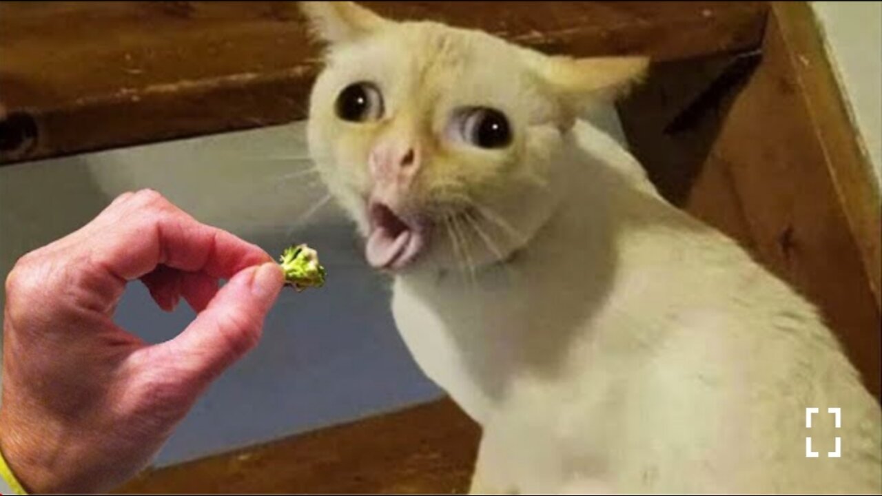 Funniest Cats and Dogs ---- Part 8