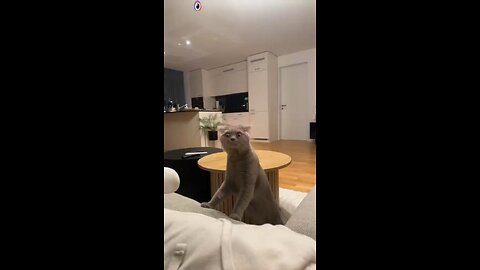 Pussycat# bad