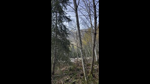 #nature#life in the forest