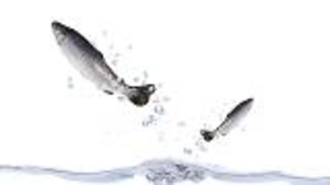 Preventing Dewatering