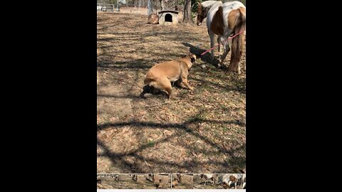 Dog gets horse wrapped up in rope.
