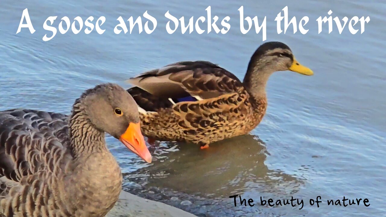 A goose and ducks by the river/ beautiful birds by the water.