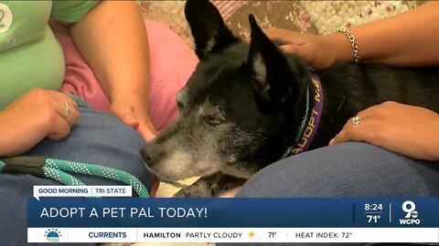 Pet Pals: Meet Franklin