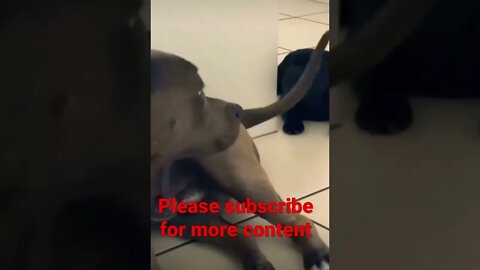 Funny doggo 👑 🥺❤️ please get this viral | #viral | #funnydogs | #trending | #shorts