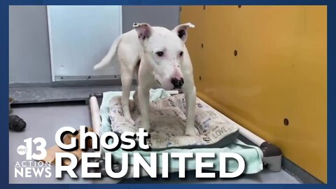 Dog who ran with coyotes now back with family