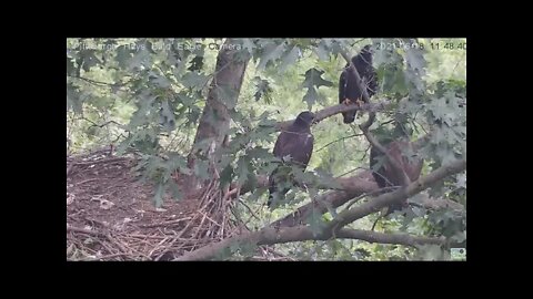 Hays Eagles juveniles all on the nest tree branches H13 H14 H15 2021 06 18 11:48AM