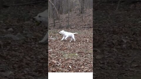 #dog#dog