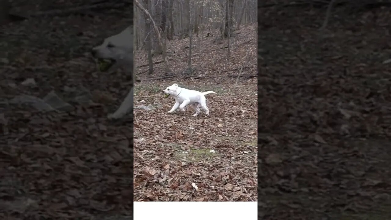 #dog#dog