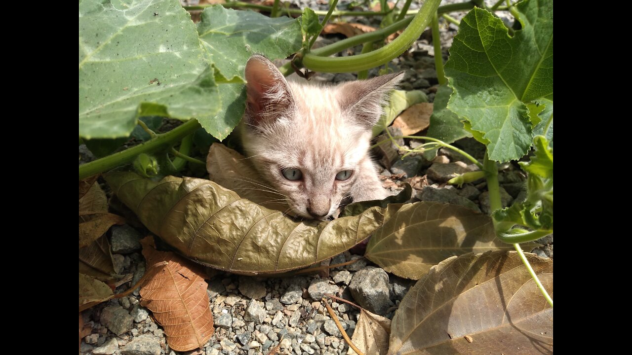 Chiquinho at the pumpkin plantation.