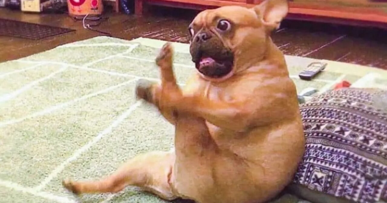 🤣funny🤣dogs