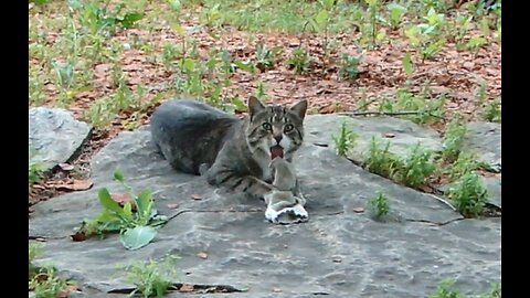 K2 Discovers Catnip - "I think I liiiiike it ... meowup!"