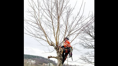 Tree removal machine