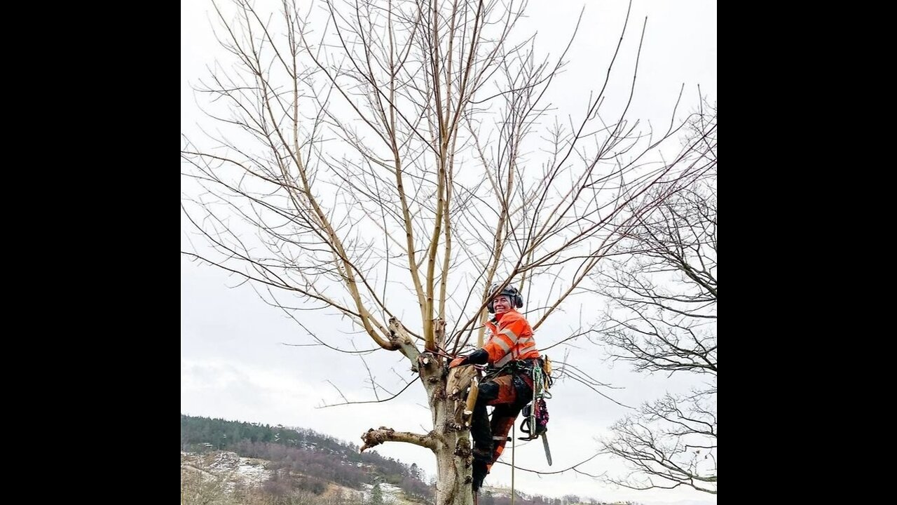 Tree removal machine