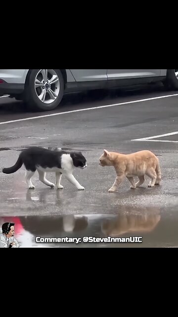 Cat Throwdown