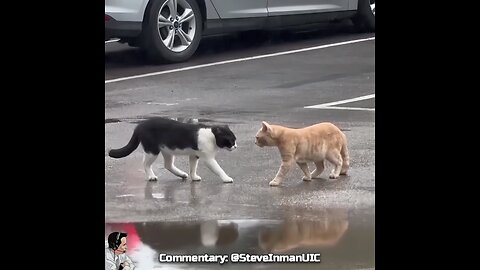 Cat Throwdown