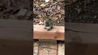 Cute little squirrel having some food