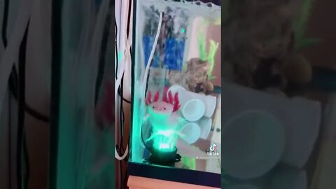 Axolotl getting a bubbly massage