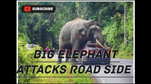 Main road attacks elephant