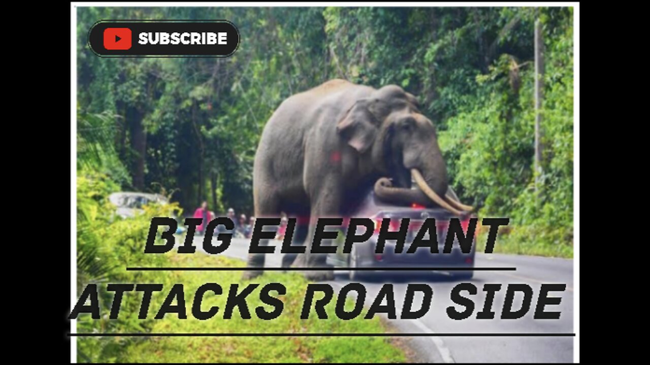 Main road attacks elephant