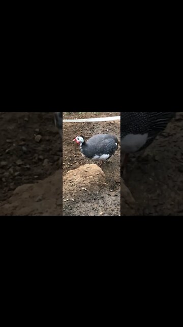 Picachu with the injured wing is all grown up