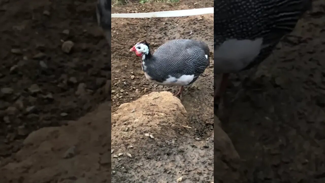 Picachu with the injured wing is all grown up