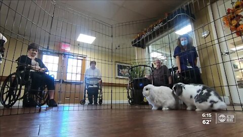 Therapy bunnies bring comfort and joy to seniors this holiday season