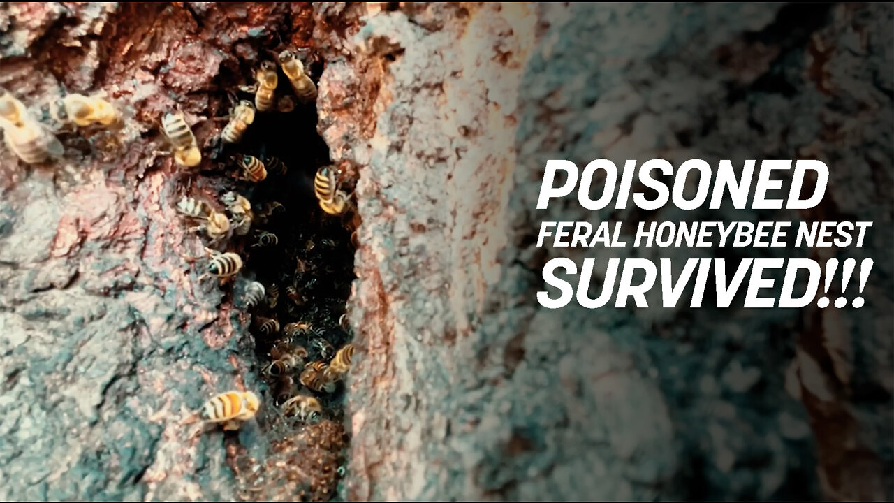 Poisoned Feral Honeybee Nest Survived and swarmed 🥳🎉🎈