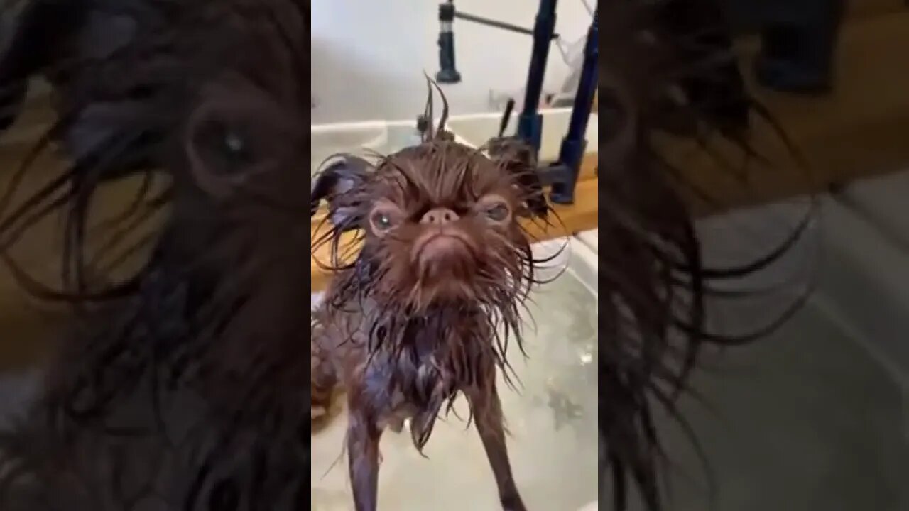 só o pó da rabiola #shorts