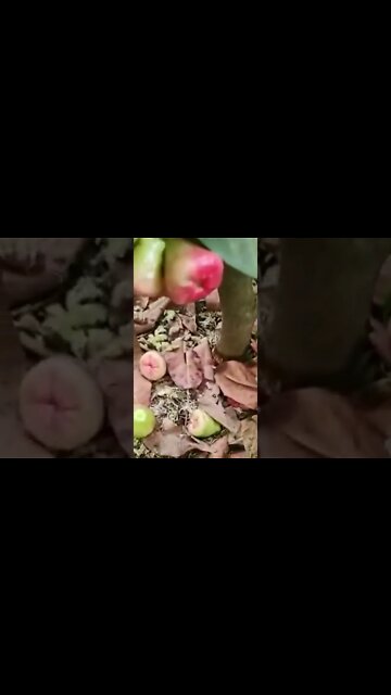 jambo produzindo em vaso