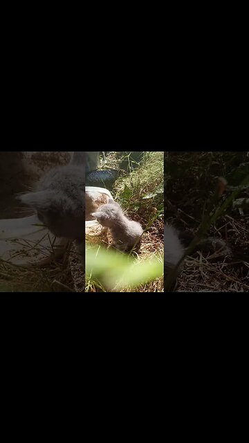 How Many Kittens Do You See