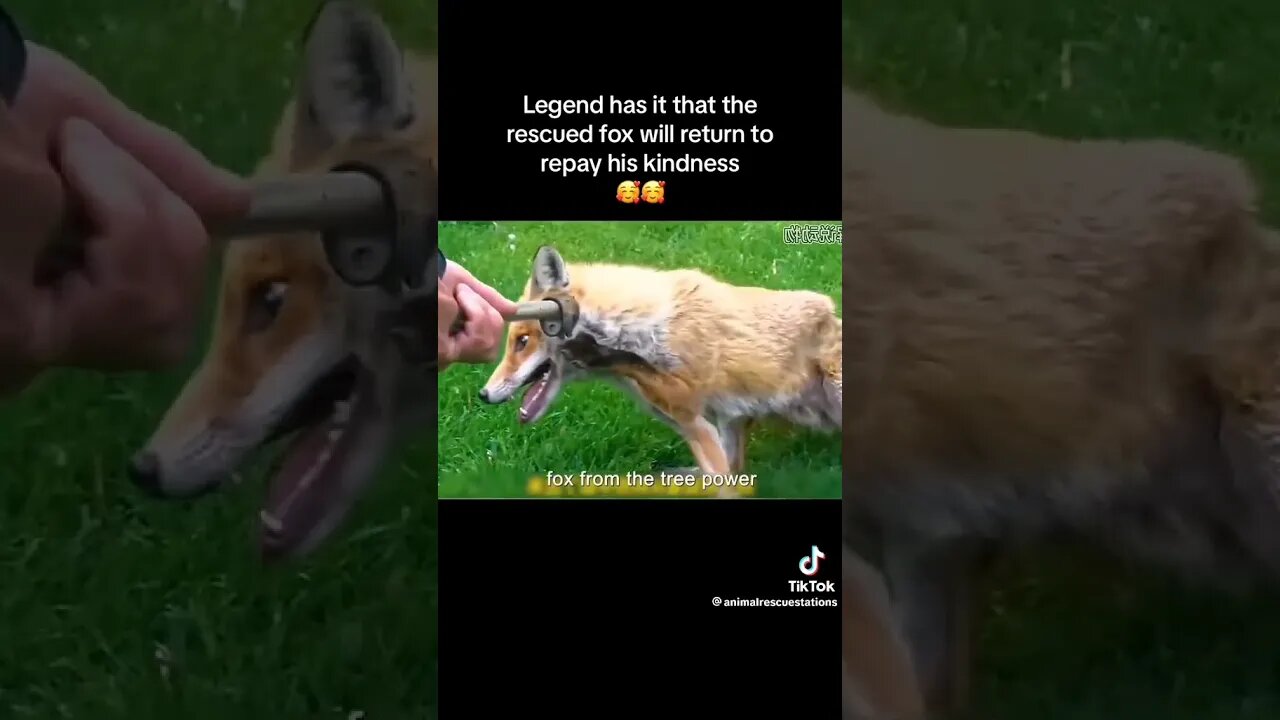 Man Rescues Fox 🦊 & Fox Returned to Appreciate #animalrescue