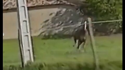 In 1997, a horse jumped over a fence and joined the peloton of the Critérium International