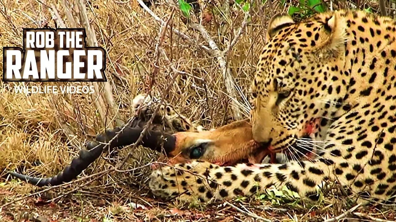 Rare Sighting Of Three Adult Leopards Together! | Archive Footage