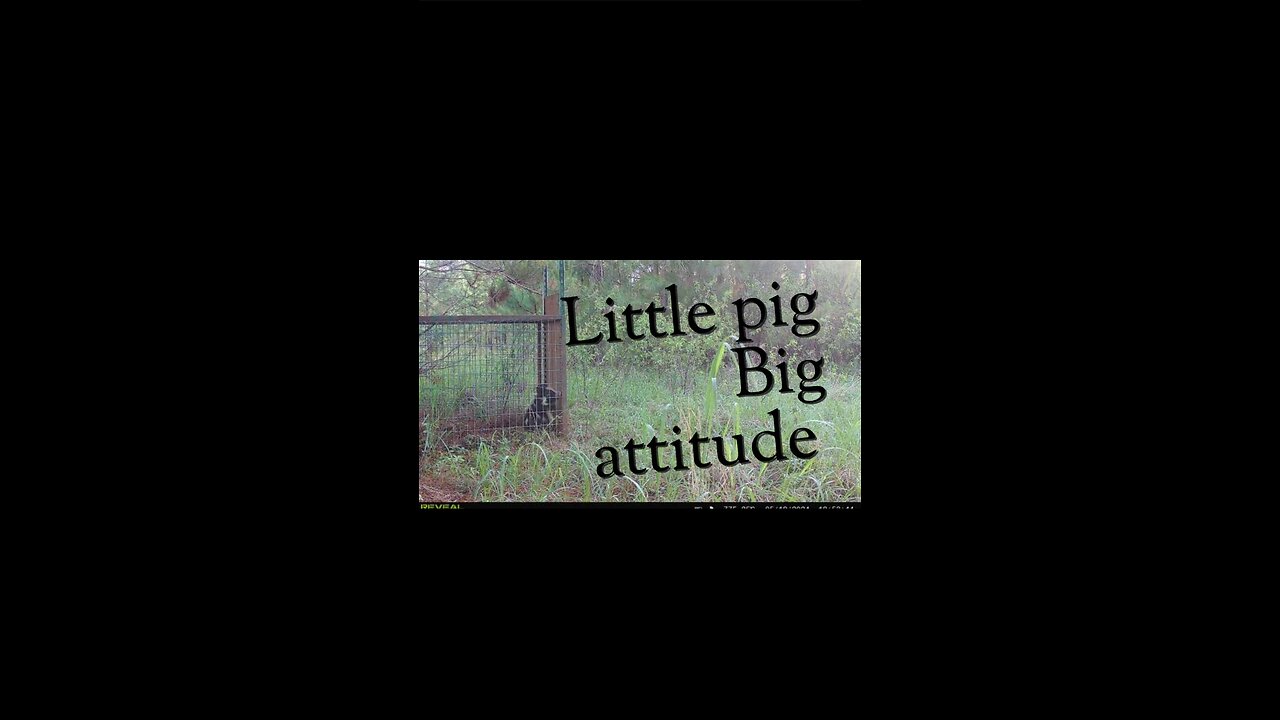 Little pig Big attitude!! Plus some trapping advice.