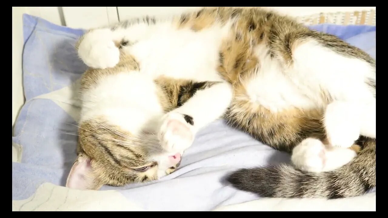 A Cute Sleepy Cat