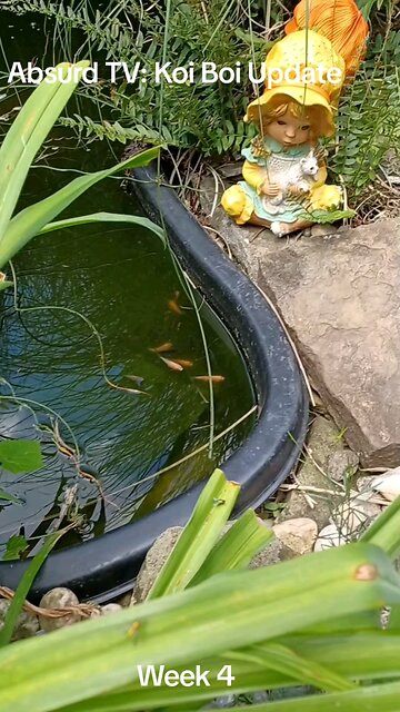 Absurd TV: Koi Boi Update