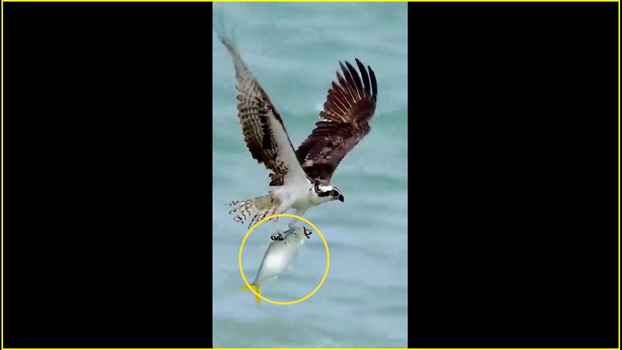 Merciless eagle hunting fish from the ocean